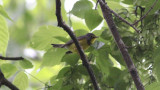 Canada Warbler