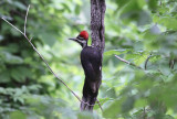 Pileated Woodpecker