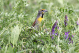 Dickcissel