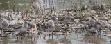 Semipalmated  Sandpipers (Least in background)