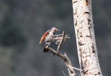 Northern (Red-shafted) Flicker