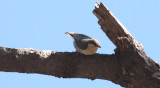 Pygmy Nuthatch