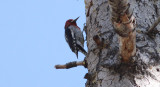 Red-breasted Sapsucker