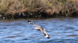 Willet