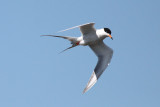 Forsters Tern