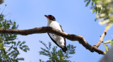 Black-tailed Tityra