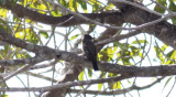 Tropical Pewee