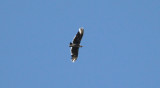 Leucistic Black Vulture
