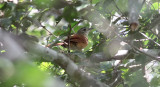 White-lored Spinetail