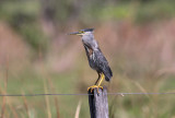 Striated Heron