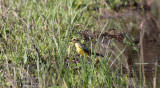 Yellow-browed Tyrant