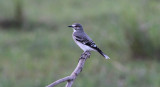 Gray Monjita