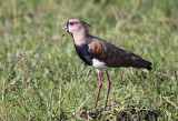 Southern Lapwing