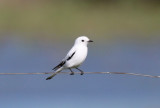 White Monjita