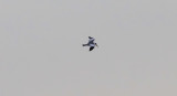 Large-billed Tern
