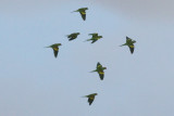 Yellow-chevronned Parakeets