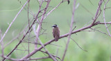 Lesser Kiskadee