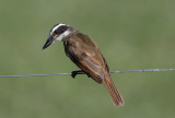 Great Kiskadee