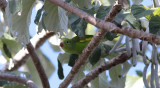 Yellow-chevroned Parakeet