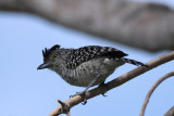 Barred Antshrike