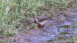 White-tipped Dove