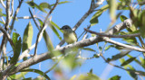 Green-backed Becard