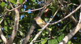 Rufous-browed Peppershrike