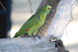 Blue-fronted Parrot
