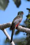 Blue-crowned Trogon
