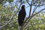 Great Black-Hawk