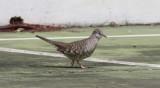 Scaled Dove