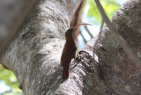 Red-billed Scythebill