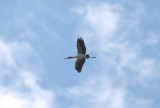 Wood Stork