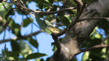 Yellow-olive Flycatcher