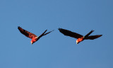 Red-and-Green Macaw