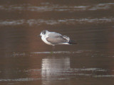 Franklins Gull