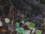 Winter  Wren