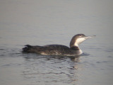 Common Loon