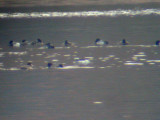 Long-tailed Duck