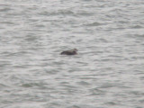Long-tailed Duck