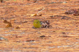 Pine Warbler