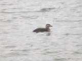 Long-tailed Duck