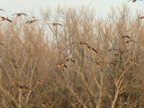Cackling Goose & Greater White-fronted Geese