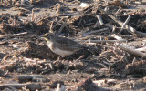 Horned Lark