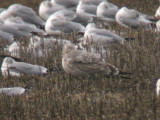 Thayers Gull