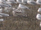 Thayers Gull