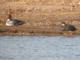Black Scoter