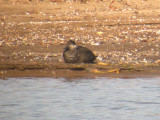Black Scoter