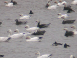 dark-morph Rosss Goose