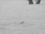 Red-necked Grebe